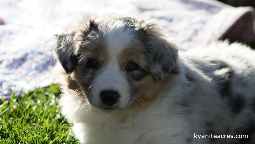 kyaniteacres dogs